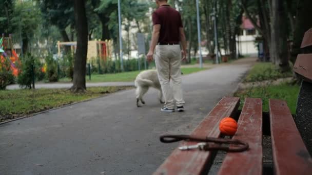 所有者与金毛狗一起在公园散步 — 图库视频影像
