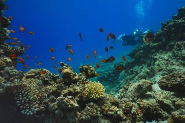 renkli balık ve deniz yaşamı ile derin mavi denizde sualtı mercan resifi manzara arka plan