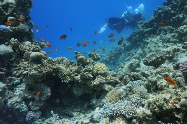 renkli balık ve deniz yaşamı ile derin mavi denizde sualtı mercan resifi manzara arka plan