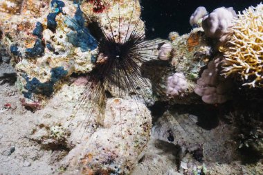 renkli balık ve deniz yaşamı ile derin mavi denizde sualtı mercan resifi manzara arka plan