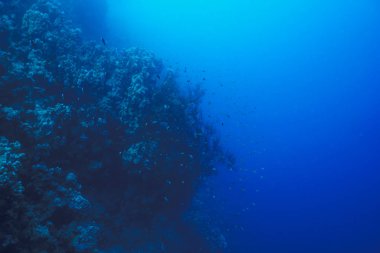 renkli balık ve deniz yaşamı ile derin mavi denizde sualtı mercan resifi manzara arka plan