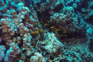 renkli balık ve deniz yaşamı ile derin mavi denizde sualtı mercan resifi manzara arka plan