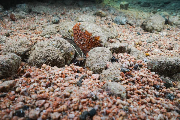 Unterwasser Korallenriff Landschaft Hintergrund Tiefblauen Meer Mit Bunten Fischen Und — Stockfoto