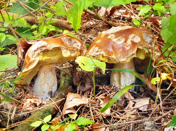 バック グラウンドで緑の葉で針の森の中成長 つ若い Ceps 担子菌類の夏ビュー Ceps 部分的に昆虫に噛まれます ポルチーニ Kubinska はいはい — ストック写真