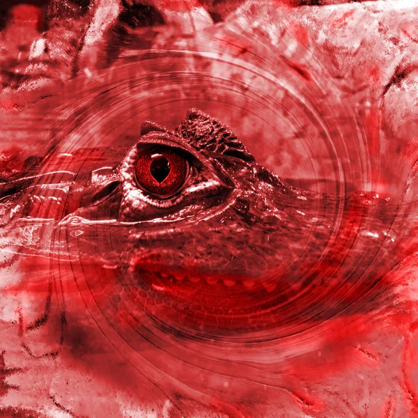 Scary Bloodthirsty Crocodile Just Looking You — Stock Photo, Image