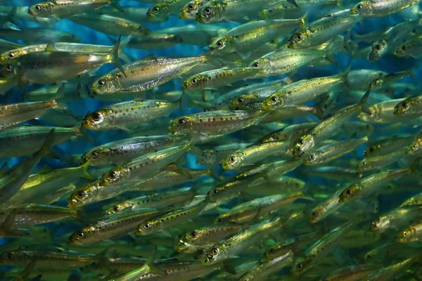 Huge school of shiny anchovies swimming together in aquarium tank in  Newport, Oregon