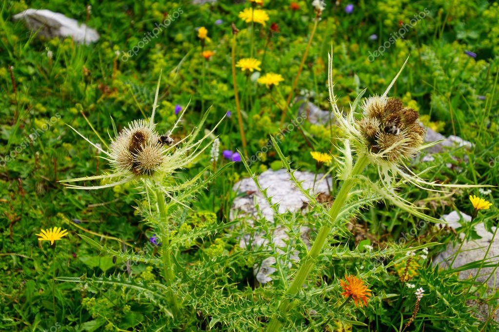 Tocó el cardo alpino Eryngo (Eryngium alpinum) en el prado de los Alpes