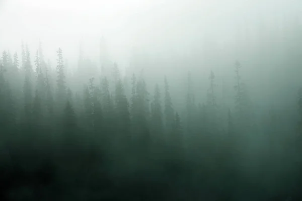 Morning mist rises from conifer forest in Joffre Lakes Provincial Park, British Columbia, Canada