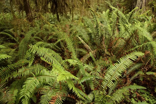 Western Sword ferns in the undergrowth of redwood forest,   Simpson Reed Grove of Jedediah Smith Redwoods State Park near Crescent City, Oregon