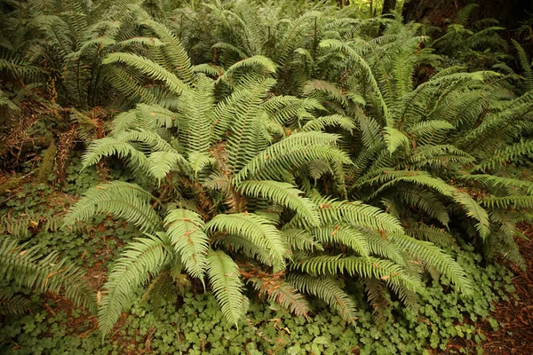 Western Sword ferns in the undergrowth of redwood forest,   Simpson Reed Grove of Jedediah Smith Redwoods State Park near Crescent City, Oregon