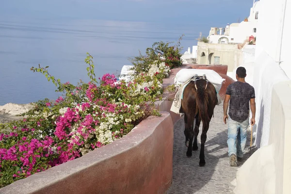 Mule carrying building supplies through the steep narrow streets of Oia, Santorini, Greece