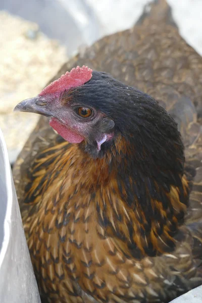 Chicken roaming free in the medina