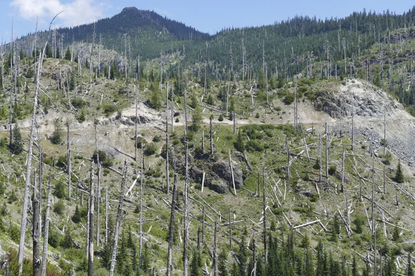Snags of trees destroyed by the volcanic eruption of 1980