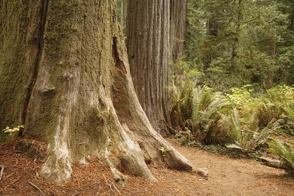 Redwood forest  Grove