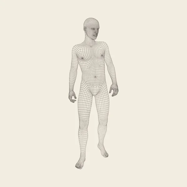 Man Stands on his Feet.3D Modelo de Homem. Design Geométrico. 3d pele de cobertura poligonal. Modelo de fio de corpo humano. Ilustração vetorial . —  Vetores de Stock