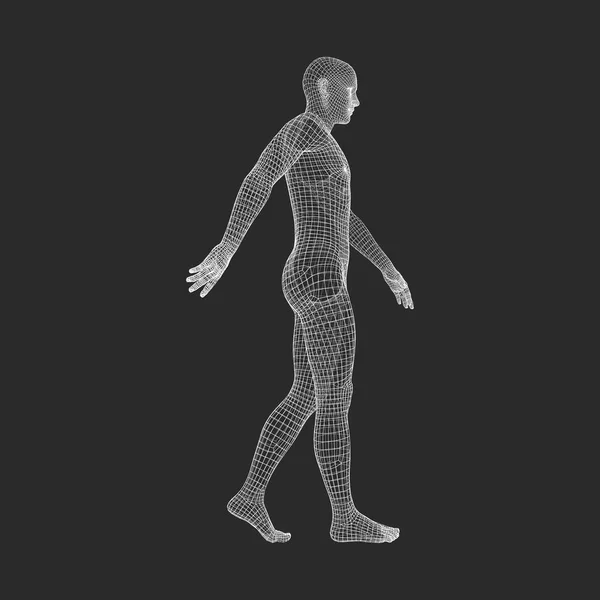 Gehender Mann. 3D-Modell des menschlichen Körpers. geometrisches Design. menschlicher Körper Draht Modell. Vektorillustration. — Stockvektor