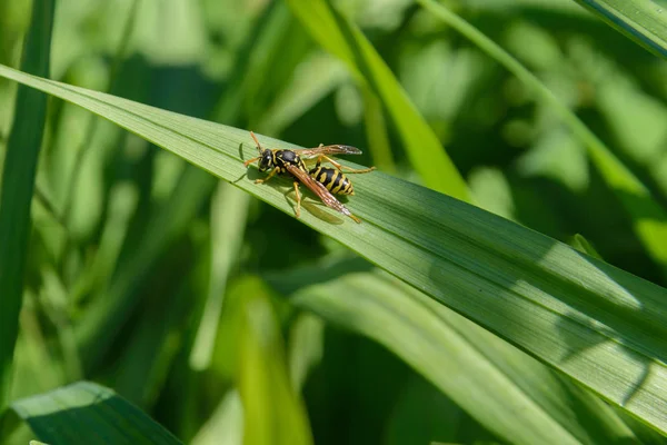 Wasp Kruipen Een Groen Blad — Stockfoto