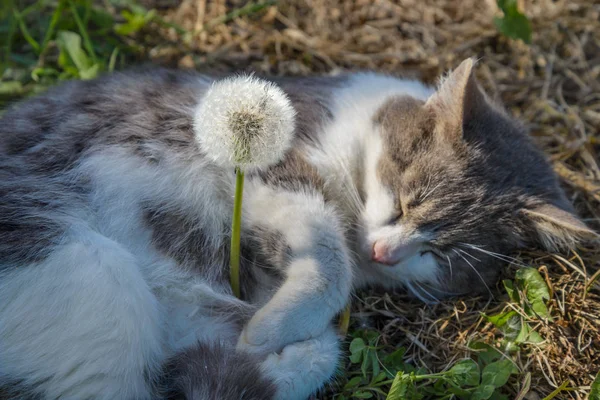 Szary Kot Śpi Obejmując Dandelion — Zdjęcie stockowe