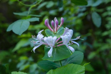 Hanımeli çiçek üzerinde yeşil arka plan fotoğrafı