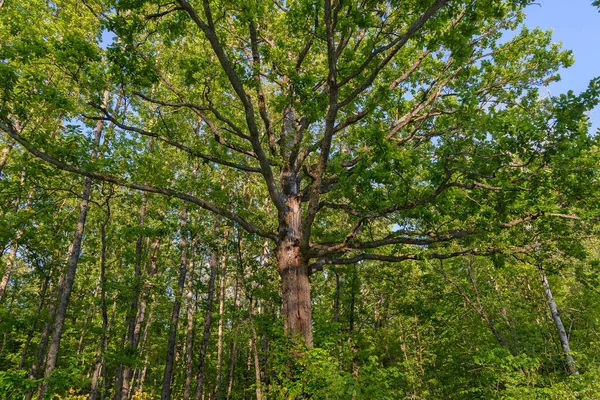 Μεγάλο Ψηλό Διαδίδοντας Δρύινο Δέντρο Στέκεται Ανάμεσα Στα Δέντρα Λεπτό — Φωτογραφία Αρχείου