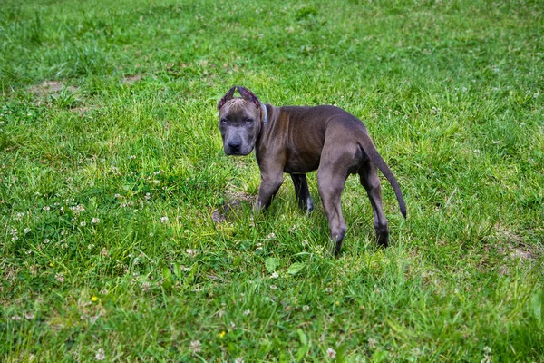 Beautiful Puppy American Staffordshire Terrier Park — Stock Photo, Image