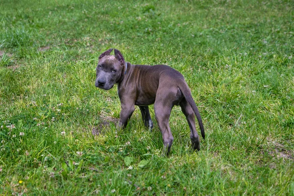 Beautiful Puppy American Staffordshire Terrier Park — Stok Foto