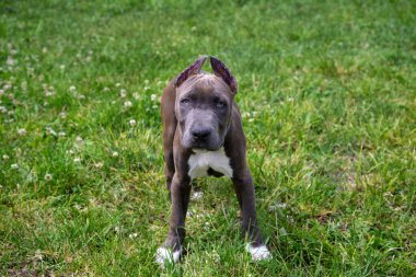 Beautiful puppy American Staffordshire Terrier in the meadow