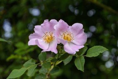 Pink flowers rose hips on a bush among green leaves