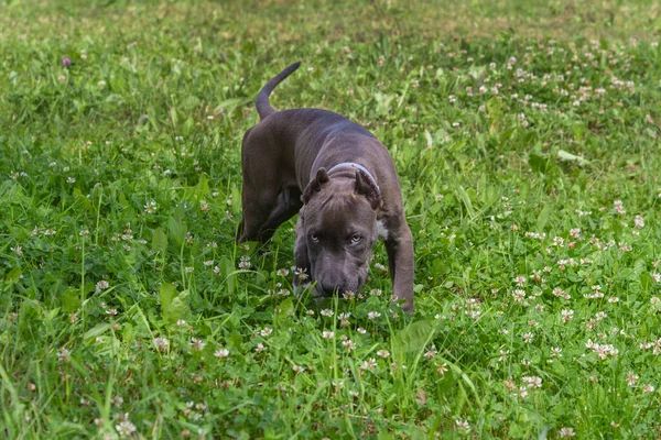 Beautiful Puppy American Staffordshire Terrier Meadow — Stock Photo, Image