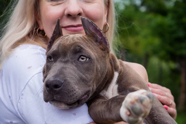 Blonde Holds Her Arms Puppy American Staffordshire Terrier — Stock Photo, Image