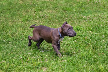 Beautiful puppy American Staffordshire Terrier in the meadow