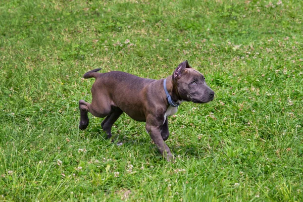 Beautiful Puppy American Staffordshire Terrier Meadow — Stock Photo, Image