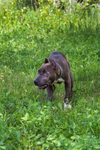 Beautiful Puppy American Staffordshire Terrier Meadow — Stock Photo, Image
