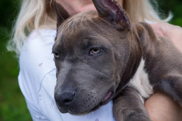 Rubia Sostiene Sus Brazos Cachorro Del American Staffordshire Terrier Fotos De Stock Sin Royalties Gratis