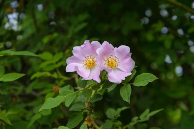 Pink flowers rose hips on a bush among green leaves