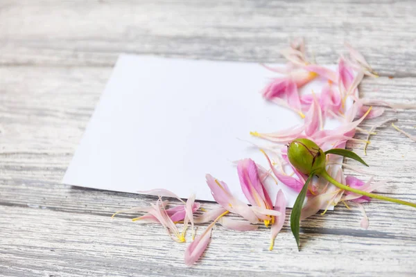 Çiçek, yaprakları ve kopya alanı kartı not ile yaratıcı düzeni. Doğa kavramı. Düz yatıyordu. peonies ve boş kartı ile çiçek kompozisyon