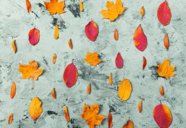 Sonbaharında yapılan sonbahar kompozisyon desen bırakır, anason yıldızlı, çam kozalakları düz koyu arka plan üzerinde yatıyordu