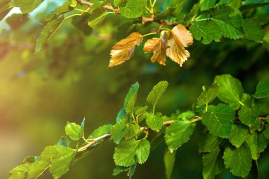 Kavram. Sonbahar kısa bir süre içinde yapraklar altın açın. Altın rengi, seçici odak parkta ağaç üzerinde birkaç yaprağı boyanır
