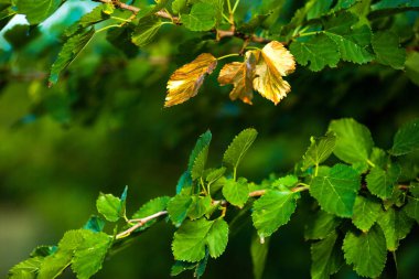 Kavram. Sonbahar kısa bir süre içinde yapraklar altın açın. Altın rengi, seçici odak parkta ağaç üzerinde birkaç yaprağı boyanır