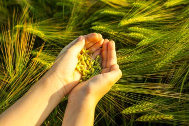 Çocuğun elinde buğday tanesi