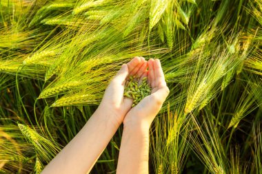 Çocuğun elinde buğday tanesi