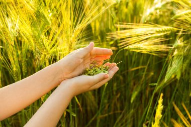 Çocuğun elinde buğday tanesi