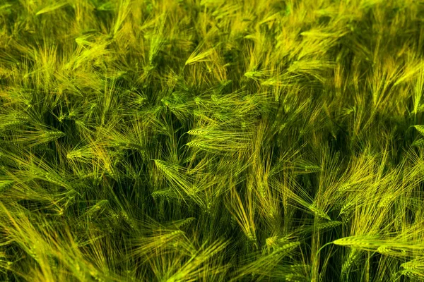 O trigo cresce no campo. tiro antes do pôr do sol — Fotografia de Stock