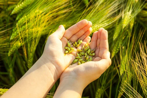 Зерно пшеницы в руках ребенка — стоковое фото