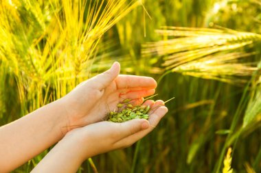Çocuğun elinde buğday tanesi