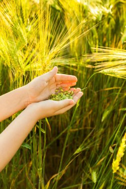 Çocuğun elinde buğday tanesi