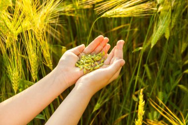 Çocuğun elinde buğday tanesi