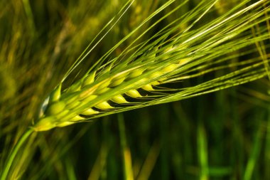 Yaz aylarında taze yeşil buğday yakın