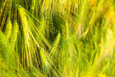 Tarlada buğday yetişiyor. Gün batımından önce
