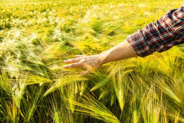 Altın buğday tarlasında çiftçilik. Hasat konsepti